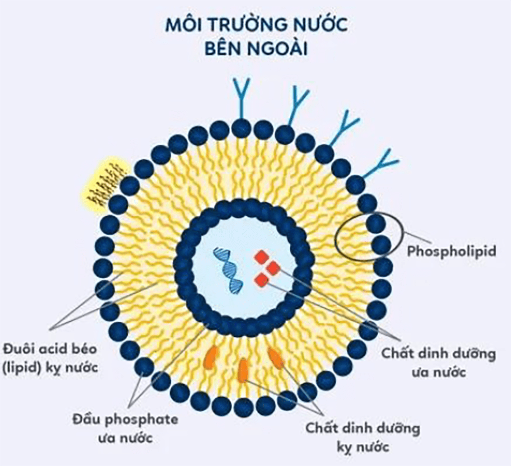 liposome min